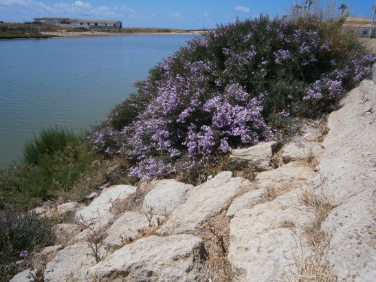Lilac river shrub